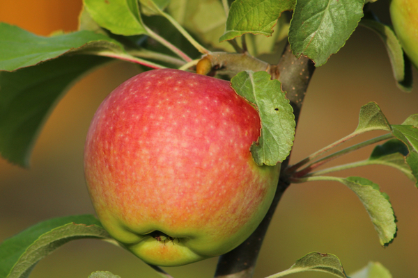 apple tree Medunitsa