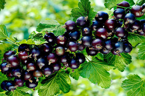 currant titania