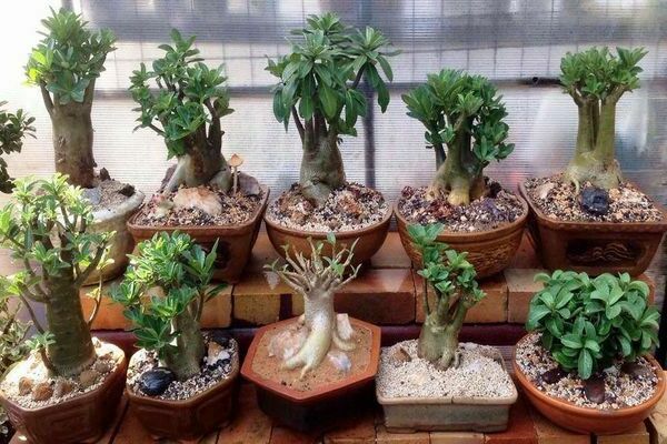 paglaganap ng adenium ng mga pinagputulan