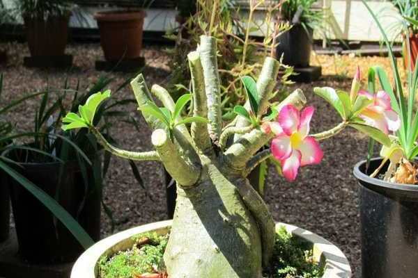 pagpaparami ng bulaklak ng adenium