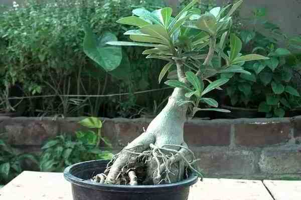 adenium care and reproduction