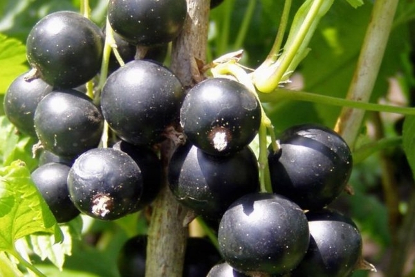 properties of black currant