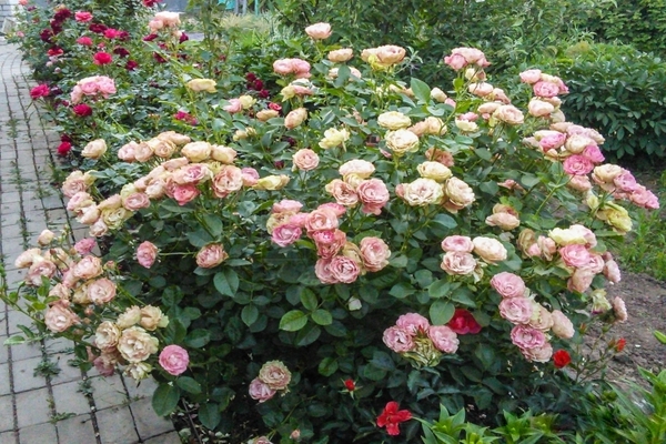 Floribunda