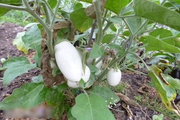 Eggplant Mushroom lasa: mga katangian