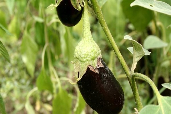 Ang mga eggplants ay mahina lumago: posibleng mga sanhi ng problema, ang kanilang pag-aalis