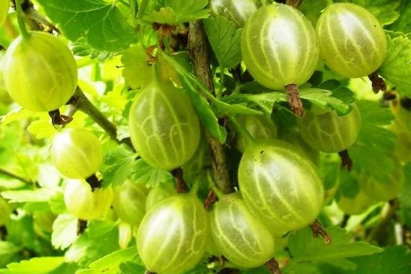 gooseberry baltic litrato