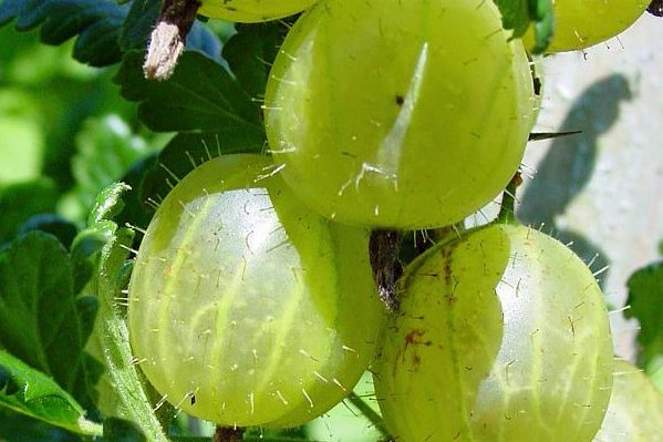 Paglalarawan ng pagkakaiba-iba ng Baltic gooseberry