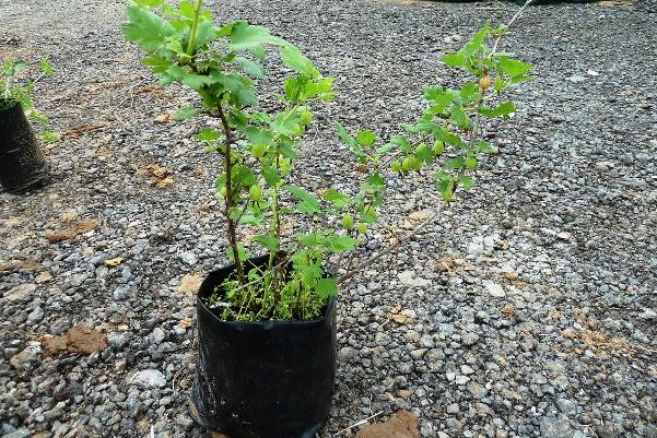 Beschreibung der baltischen Stachelbeere