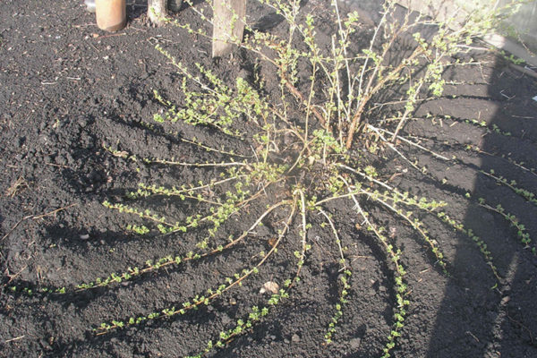 Baltic gooseberry variety