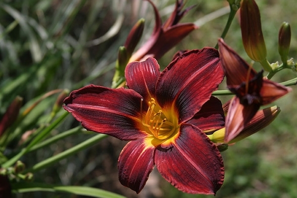 daylilies