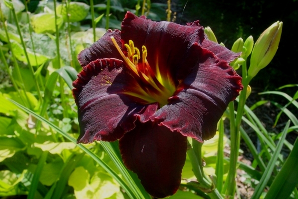 sorte daylilies