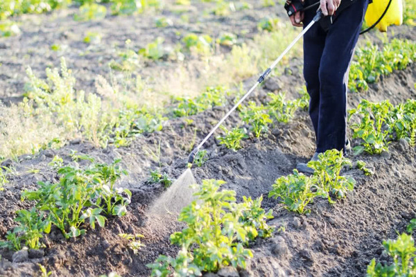 use of boric acid in the garden