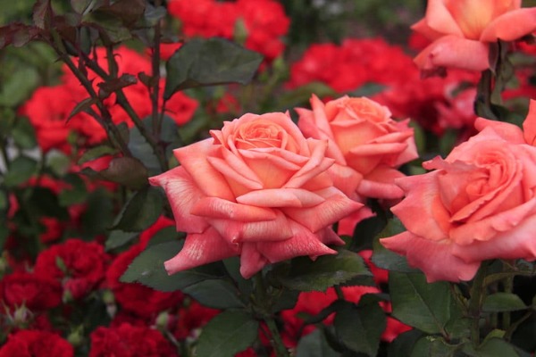 Hybrid tea roses