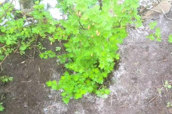 How and what to feed gooseberries in spring