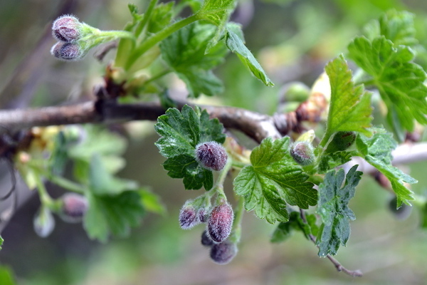 How to feed gooseberries during flowering