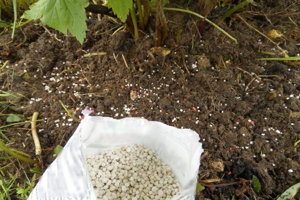 Brauchen Sie im Sommer Stachelbeerfütterung?