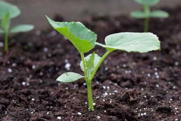 How to feed cucumbers in the open field: why do you need top dressing