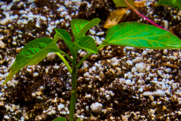 Paano pakainin ang mga punla ng paminta para sa paglago: kung paano malaman kung anong mga sangkap ang nawawala sa mga peppers