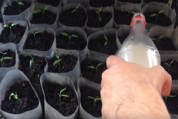 Paano pakainin ang mga punla ng paminta para sa paglago: kung paano malaman kung anong mga sangkap ang nawawala sa mga peppers