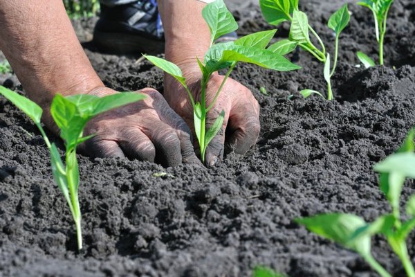 when planting pepper what to put in the hole