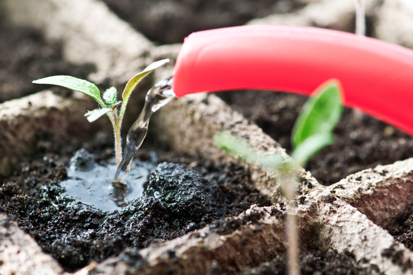 what they put when planting pepper