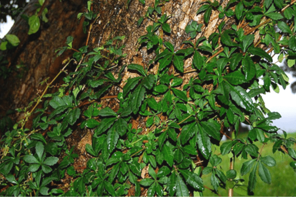 indoor grapes