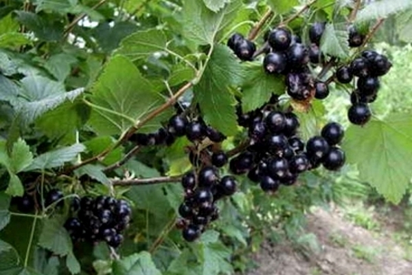 black currant varieties