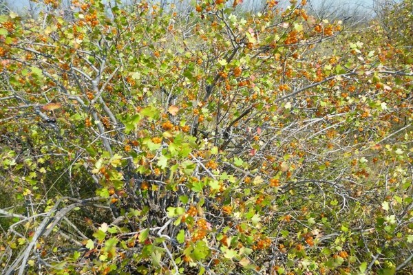 Wild currant: useful properties and application