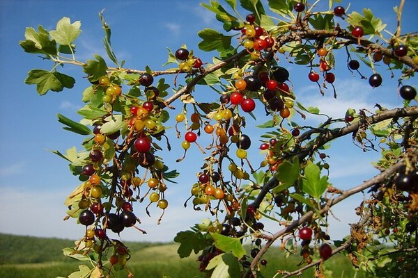 Wild currant: tungkol sa kultura at mga katangian nito