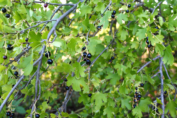 Repis, wild currant: types