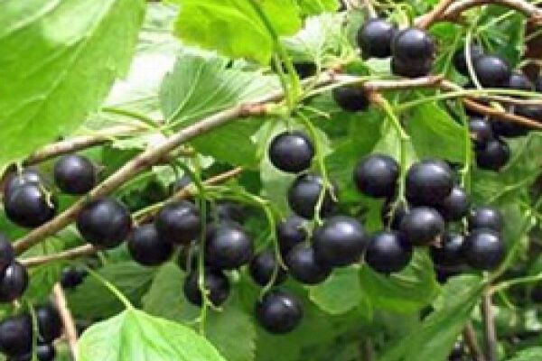 black currant