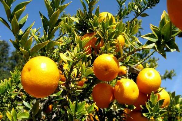 how oranges grow