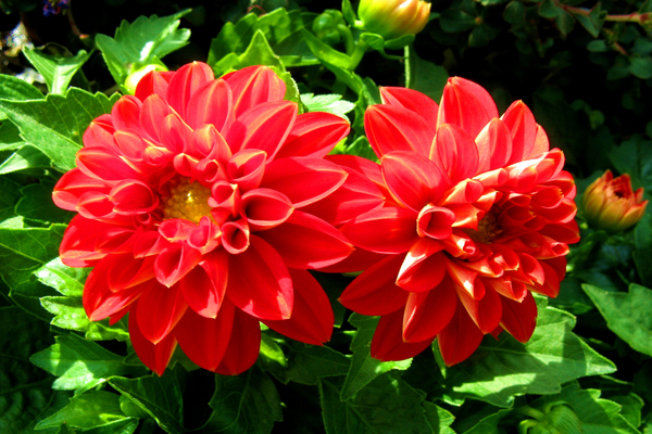 Dahlia Figaro: Legende des Aussehens, Aussehen