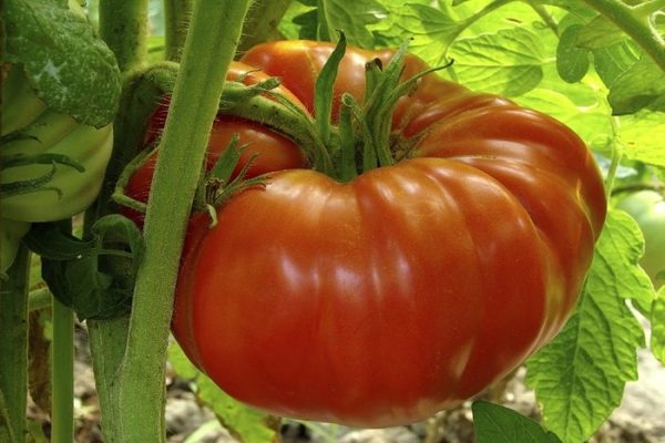 tomato giants