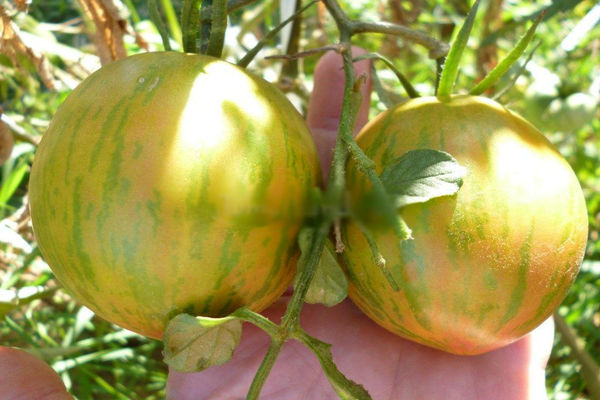 tomato giant