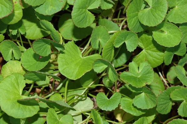 medicinal herbs photos