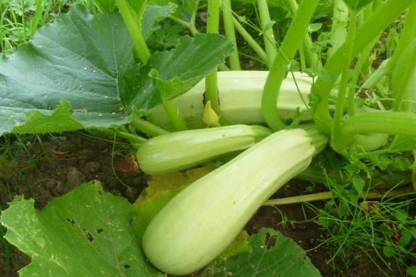 variété de courgettes aux champignons