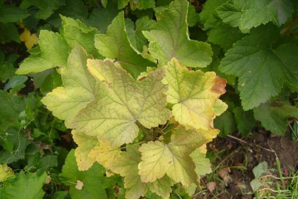 Chlorose der Johannisbeere