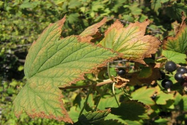 paggamot sa currant ng chlorosis