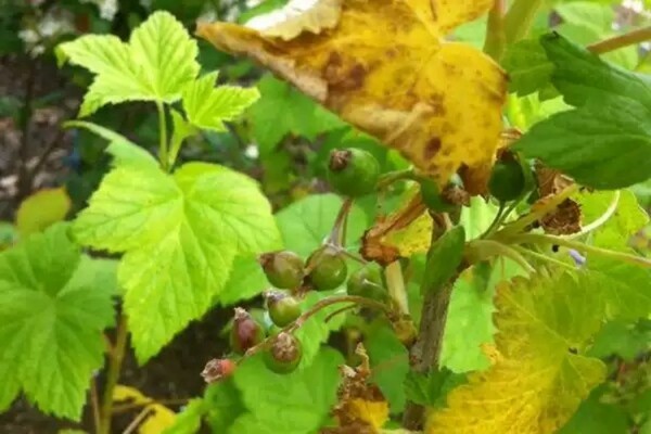 photos de cassis chlorose