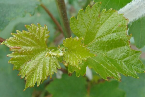 Chlorose von Johannisbeerblättern