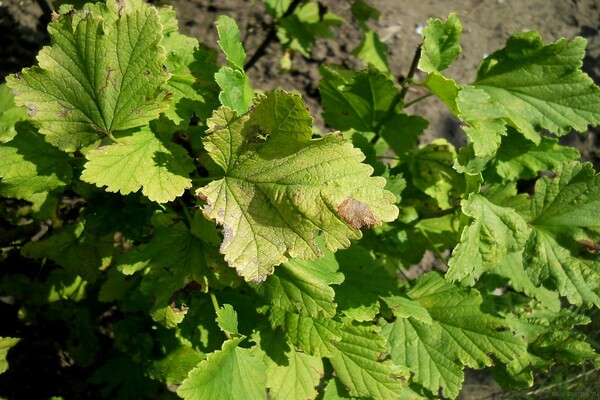 chlorose des feuilles de cassis