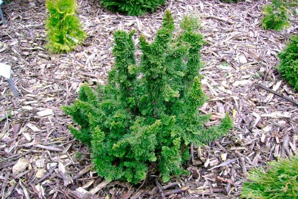 thuja maloniana holub