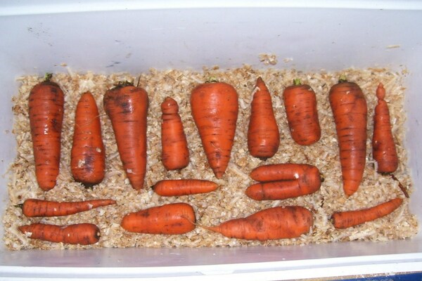 Storing carrots in coniferous sawdust