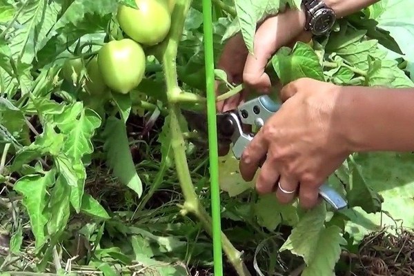 Paano i-cut ang mga kamatis sa isang greenhouse, bukas na patlang: tiyempo