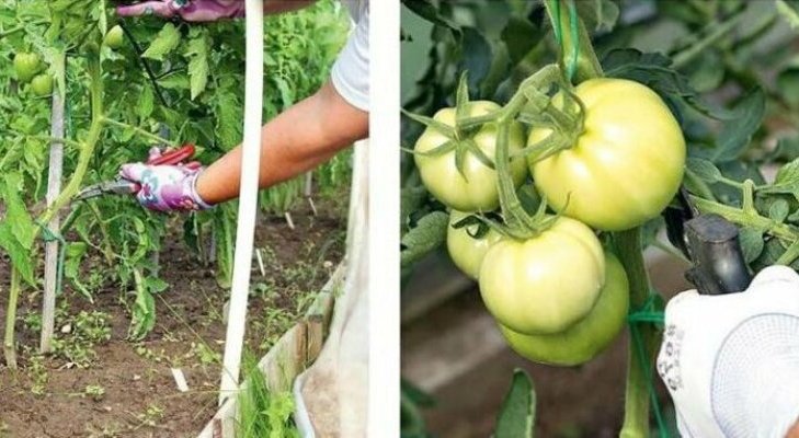 Paano at kung paano maayos na gupitin ang mga kamatis