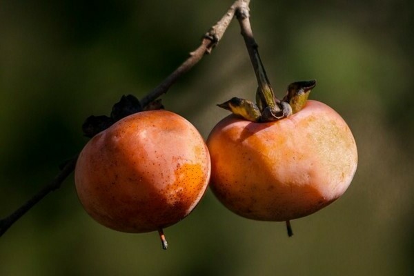 how persimmon grows photo