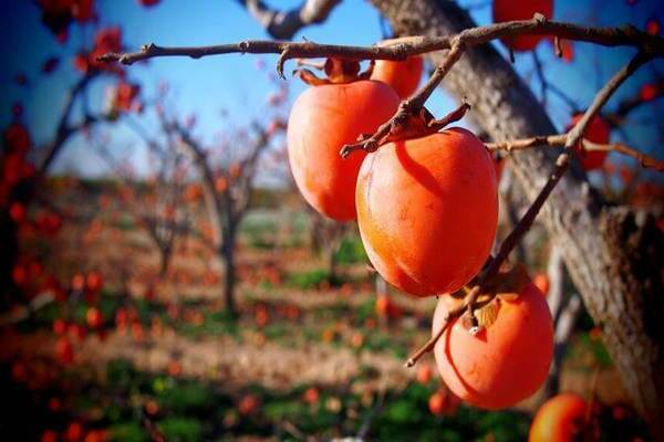 kung paano lumalaki ang persimmon ng puno ng larawan