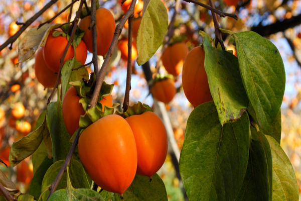 how does persimmon grow