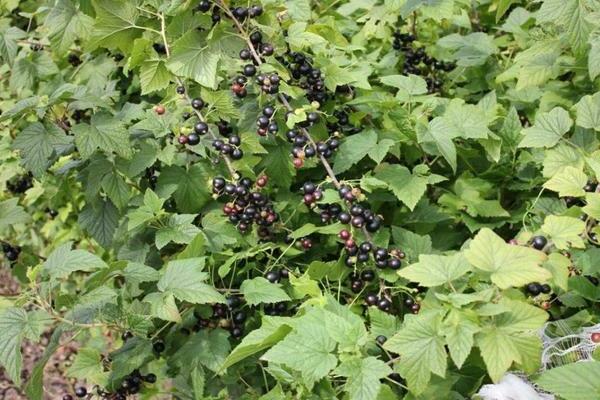 feeding currants with potato peelings